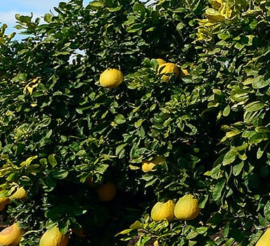 Polysulphate Honey Pomelo Trial in China