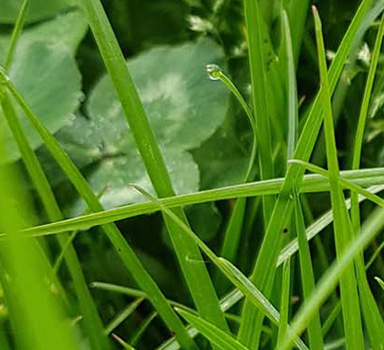 Polysulphate Organic Grass and Clover Trial