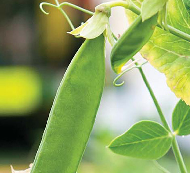Polysulphate Pea Trial in the UK