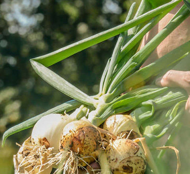 Onion Trial with Agromaster<sup>®</sup>