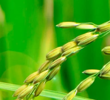 Agromaster<sup>®</sup> Trial in Rice
