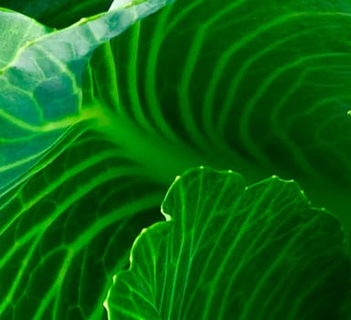 Polysulphate Cabbage Trial in Brazil
