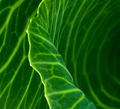 Polysulphate Cabbage Trial in India