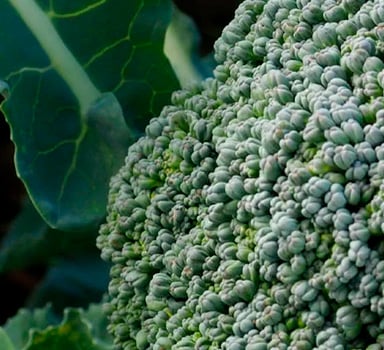 Polysulphate Broccoli Trial in France