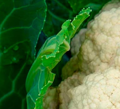 Polysulphate Cauliflower Trial in India