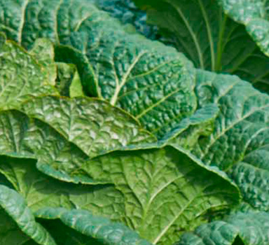 Polysulphate Chinese Cabbage Trial in China