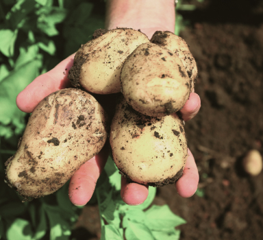 Potato Trial with H2Flo