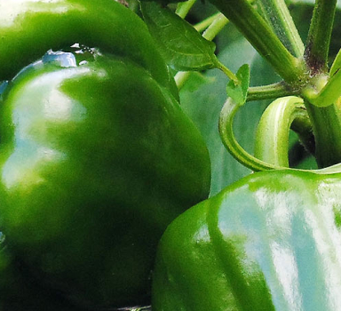Green Pepper Trial in China