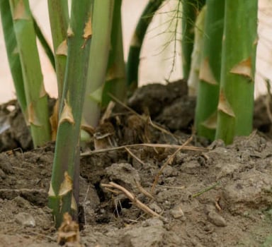 Asparagus Trial with H2Flo