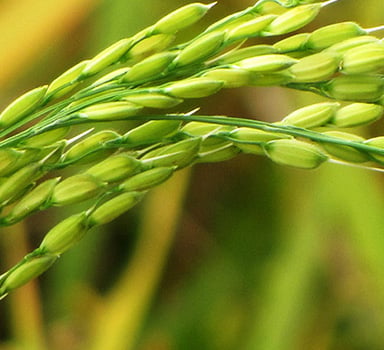Agromaster<sup>®</sup> Trial with Rice