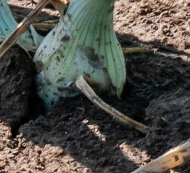 Agromaster<sup>®</sup> Onion Trial in Poland