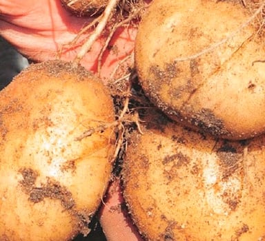 Agromaster<sup>®</sup> Trial in Poland with Potato