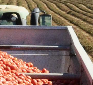 Polysulphate Tomato Trial in China
