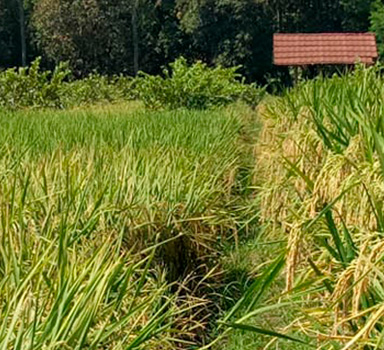 Polysulphate Rice Trial in USA