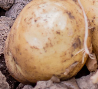 Polysulphate Potato Trial in Spain