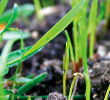 Golf Green Establishment Trial