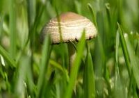 Fungicide
