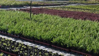 Applicators