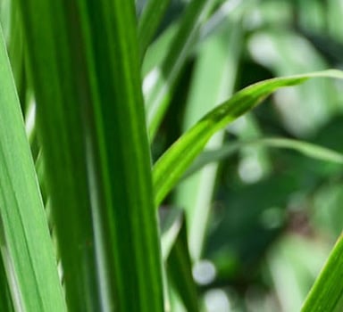 Polysulphate Sugarcane Trial in USA
