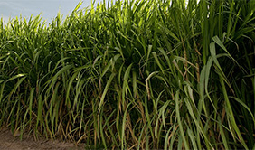 Sugarcane