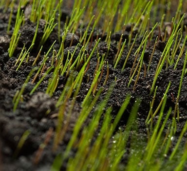 Biostimulant benefits young turf