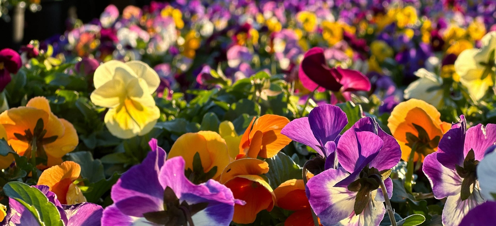 The Secret Life of Potting Mix