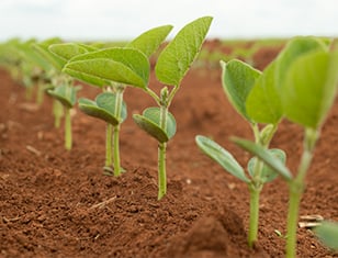 大豆の生物学的窒素固定を促進するには?