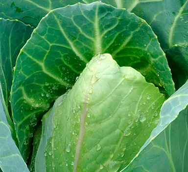 Випробування капусти з Polysulphate, Туреччина