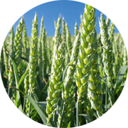 Crop image