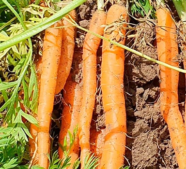 Випробування моркви з Polysulphate, Франція