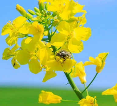 Випробування озимого ріпака з Polysulphate, Велика Британія