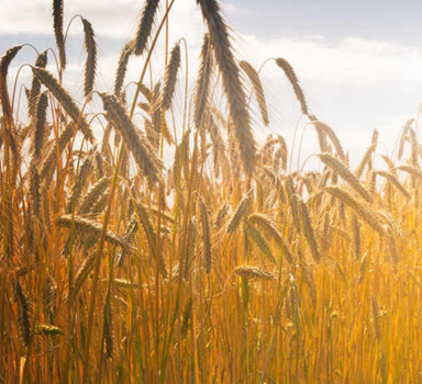 Польове випробування озимої пшениці з Agromaster<sup>®</sup>