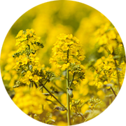 Crop image