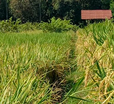 Польове випробування Polysulphate на рисі у США