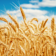 Crop image
