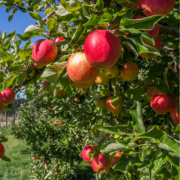 Crop image