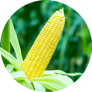 Crop image