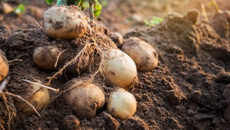 Patates