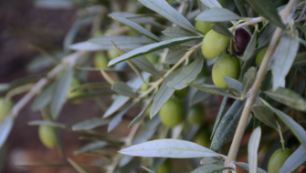 Zeytin