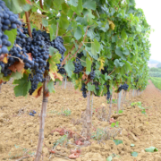 Crop image