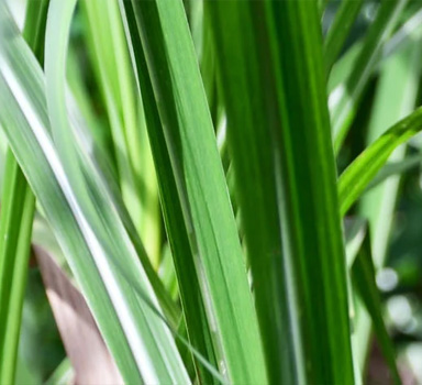 Ensayos de Polysulphate con Caña de Azúcar en los Estados Unidos