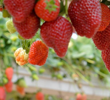 Ensayos de Agrolution pHLow con Fresas