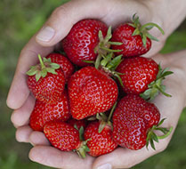 Ensayo de Nova PeKacid con Fresas en México