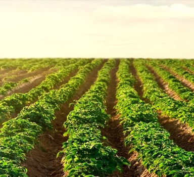 Ensayos de Polysulphate con Papa en Michigan