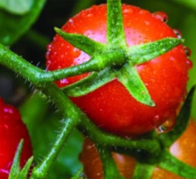Ensayos con cultivos de Tomate y H2Flo en EUA