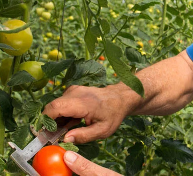Ensayos de Polysulphate con Tomates en Israel