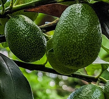 Ensayos de Agroblen<sup>®</sup> con Aguacates en Michoacán