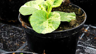 Optimizando la fertilización, la lluvia y la irrigación