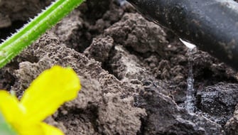 ¿Por qué el agua no puede infiltrar suelos hidrofóbicos?
