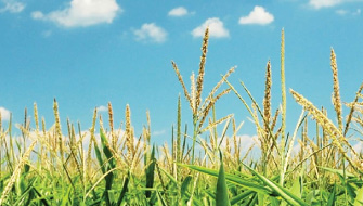 Los Beneficios de Polysulphate se Notan